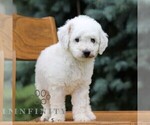Small #3 Goldendoodle (Miniature)