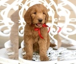 Small Photo #11 Labradoodle Puppy For Sale in COVINGTON, TX, USA