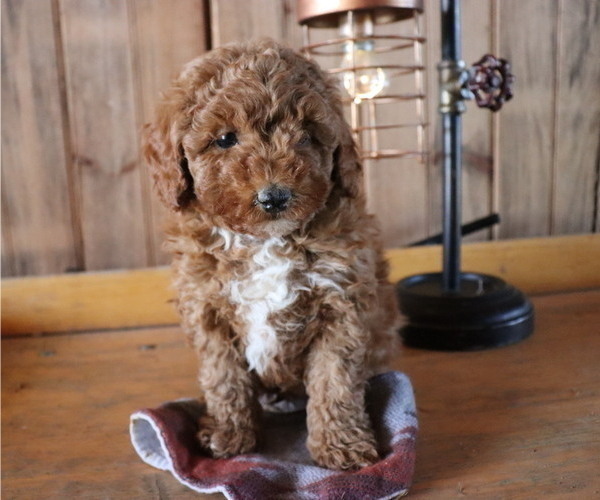 Medium Photo #4 Poodle (Toy) Puppy For Sale in HONEY BROOK, PA, USA