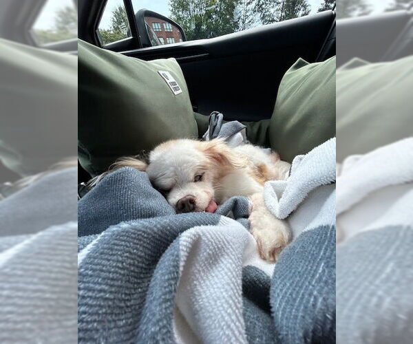 Medium Photo #4 Pekingese-Unknown Mix Puppy For Sale in Raleigh, NC, USA