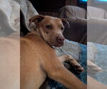 Small #8 Labrador Retriever Mix