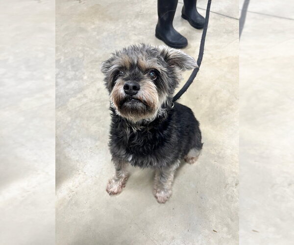 Medium Photo #4 Mutt Puppy For Sale in Pierceton , IN, USA