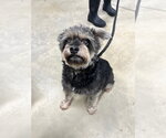 Small #3 Mutt