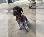 Small Photo #2 German Shorthaired Pointer Puppy For Sale in RIVERSIDE, CA, USA