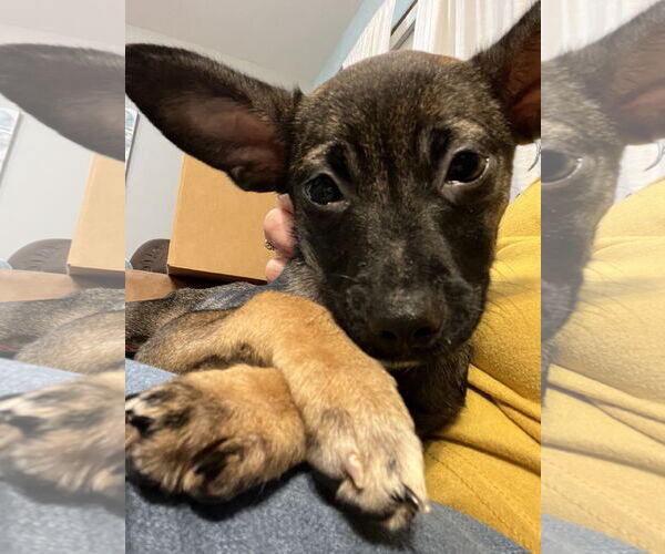 Medium Photo #3 Chihuahua-Unknown Mix Puppy For Sale in Brooklyn Center, MN, USA