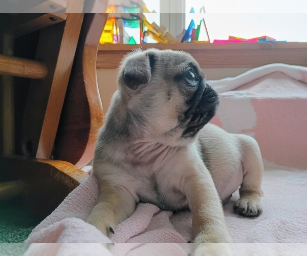 Medium Photo #6 Pug Puppy For Sale in SAINT PAUL, MN, USA