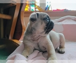 Puppy Fawn male Pug