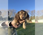 Small #1 Dachshund