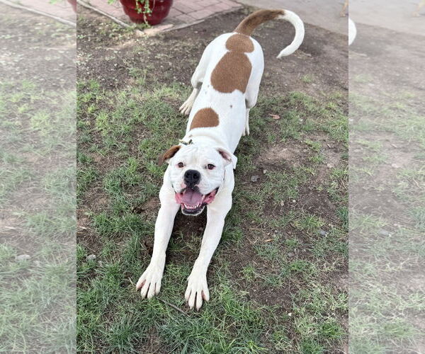 Medium Photo #3 Bulloxer Puppy For Sale in Phoenix, AZ, USA