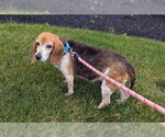 Small Beagle