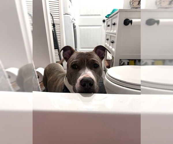 Medium Photo #5 Mutt Puppy For Sale in Cape May, NJ, USA