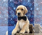 Small Photo #32 Labrador Retriever Puppy For Sale in ALAFAYA, FL, USA