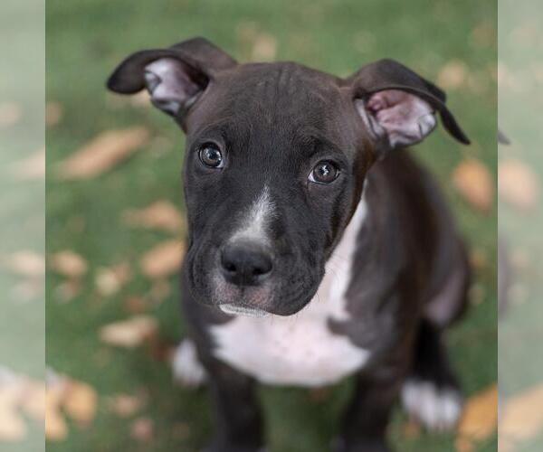 Medium Photo #6 Labrador Retriever-Unknown Mix Puppy For Sale in San Diego, CA, USA