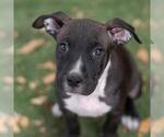 Small #5 Labrador Retriever Mix
