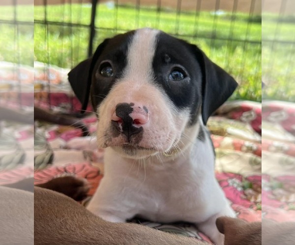 Medium Photo #5 Dachsador Puppy For Sale in Pompano Beach , FL, USA