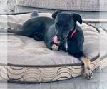 Small Labrador Retriever Mix