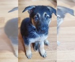 Small Photo #13 German Shepherd Dog Puppy For Sale in PORTAGE, IN, USA