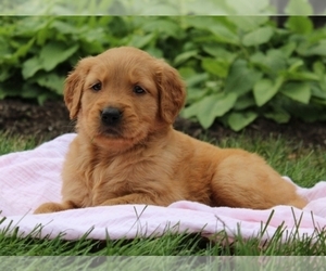 Golden Retriever Puppy for sale in SPRINGFIELD, MA, USA