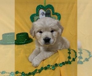English Cream Golden Retriever Puppy for sale in DEARBORN, MO, USA