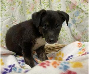 Border Collie Dogs for adoption in Rosenberg, TX, USA