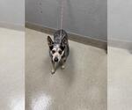 Small Mutt