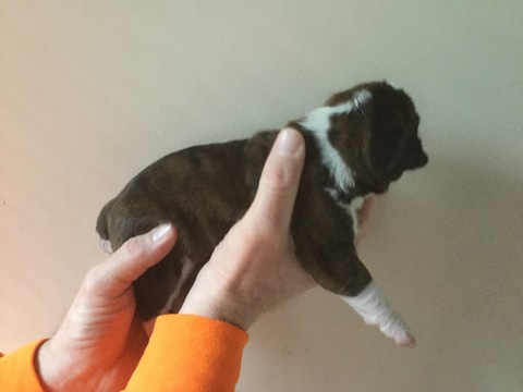 Medium Photo #1 Boxer Puppy For Sale in MARTHASVILLE, MO, USA