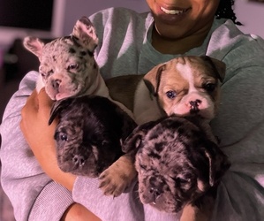 French Bulldog Litter for sale in HOPEWELL, VA, USA