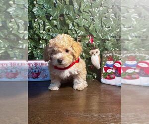 Maltese Puppy for sale in LOS ANGELES, CA, USA