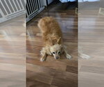 Small #1 Chihuahua
