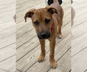 Fergus - Male Mutt Dog for Adoption - Photo #5