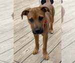Small #4 Mutt