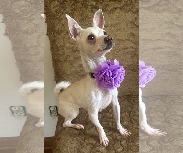Medium Photo #4 Chihuahua-Unknown Mix Puppy For Sale in Phoenix, AZ, USA