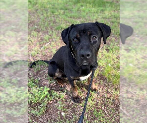 Medium Photo #1 Rottweiler Puppy For Sale in Forestville, MD, USA