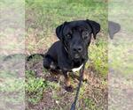 Small Rottweiler