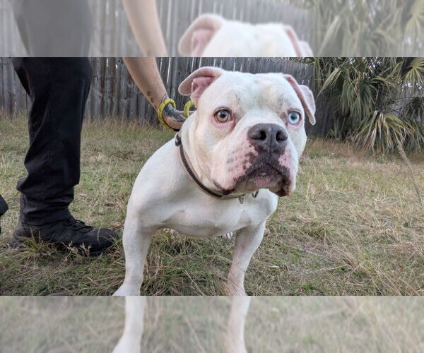 Medium Photo #5 Olde Bulldog Puppy For Sale in Sanford, FL, USA