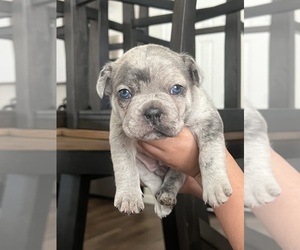 French Bulldog Puppy for sale in FORT WORTH, TX, USA