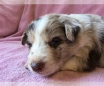 Small Photo #4 Border Collie Puppy For Sale in MARIPOSA, CA, USA