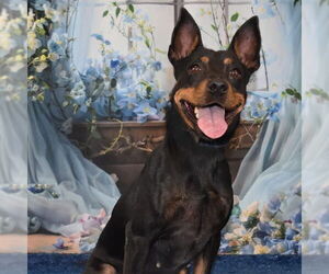 Miniature Pinscher-Unknown Mix Dogs for adoption in Tempe , AZ, USA