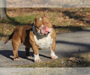 Father of the American Bully puppies born on 07/02/2022