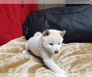Shiba Inu Puppy for sale in CAMERON, MO, USA