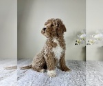 Small #3 Goldendoodle