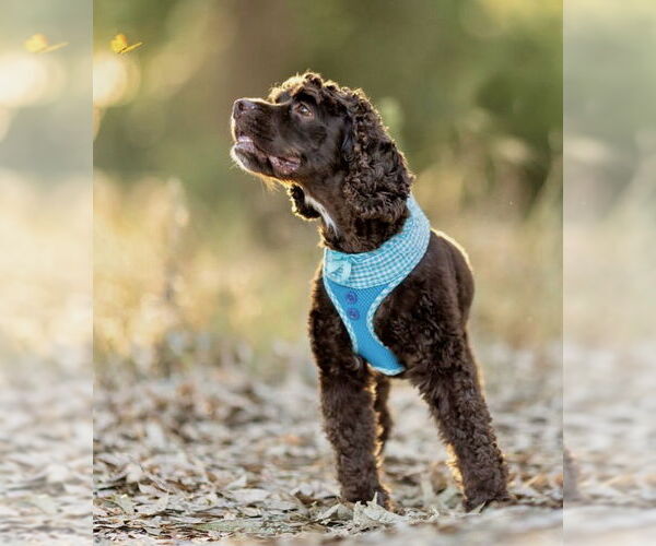 Medium Photo #6 Cocker Spaniel Puppy For Sale in Sherman Oaks, CA, USA