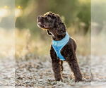 Small #5 Cocker Spaniel