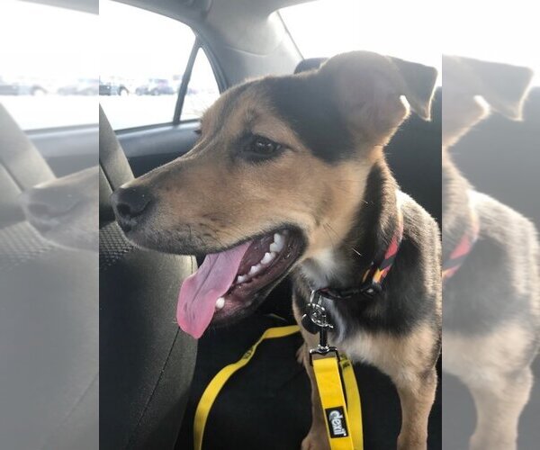 Medium Photo #2 Mutt Puppy For Sale in New York, NY, USA