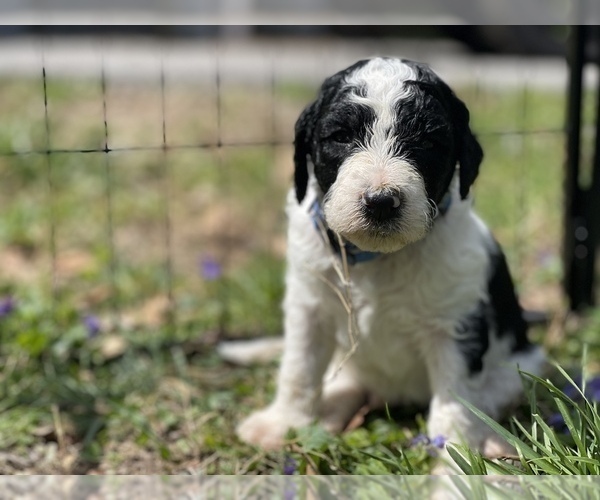 Medium Photo #10 Goldendoodle Puppy For Sale in LOTHIAN, MD, USA