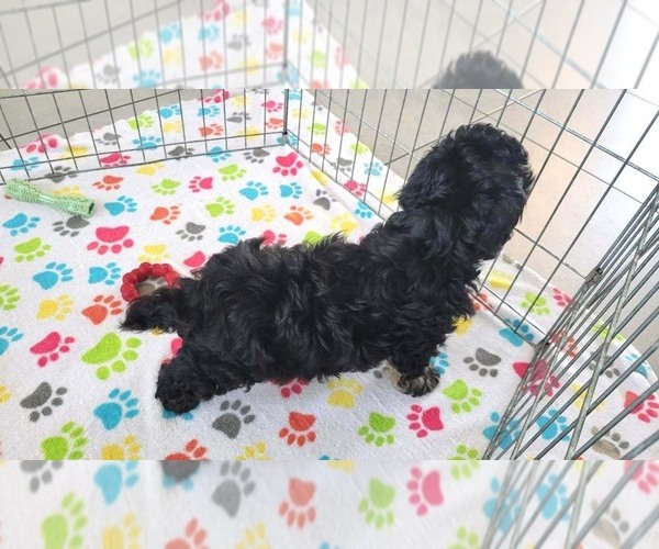 Medium Photo #2 Havanese Puppy For Sale in ORO VALLEY, AZ, USA