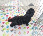Small #1 Havanese