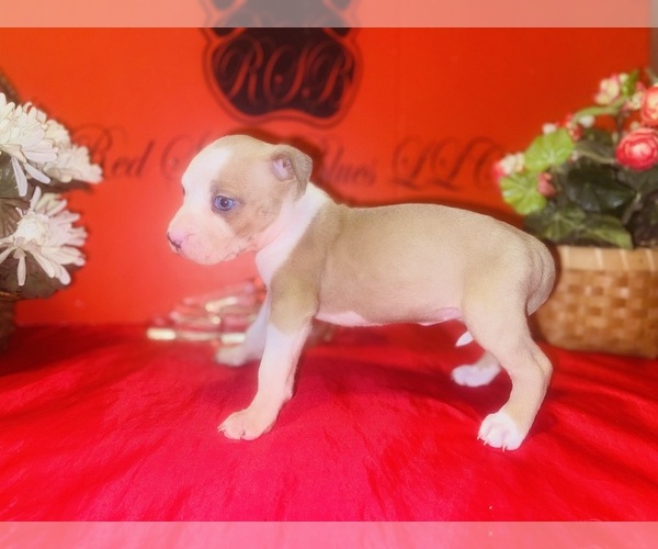 Medium Photo #25 American Pit Bull Terrier Puppy For Sale in TRENTON, NJ, USA