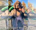 Small Photo #3 Great Dane Puppy For Sale in SAND SPRINGS, OK, USA