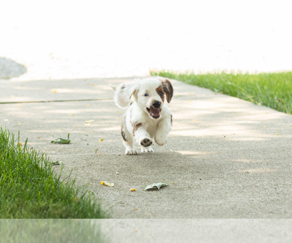 Medium Photo #10 Dachshund Puppy For Sale in BREMEN, IN, USA
